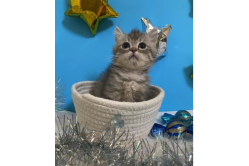 成約済の大阪府のスコティッシュフォールド-68348の4枚目